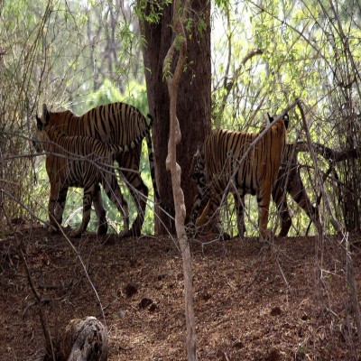 Nagarjunasagar Wildlife Sanctuary Sight Seeing Tour